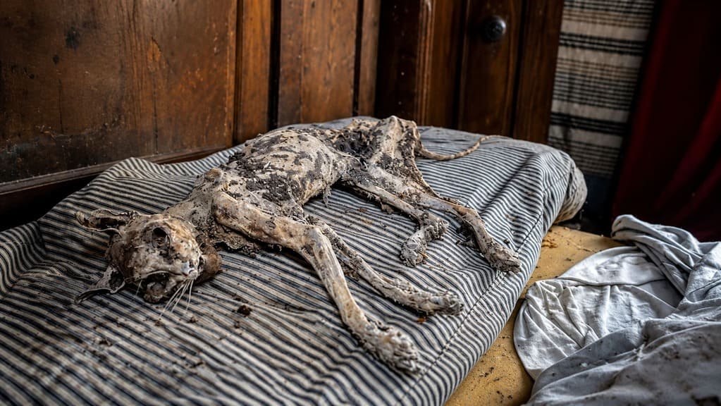 Decomposed Pet